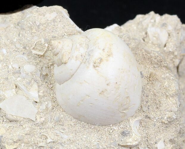 Eocene Fossil Gastropod (Globularia) - Damery, France #32431